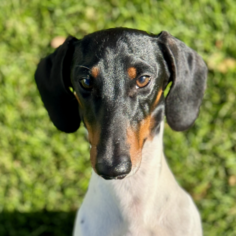Elliott the dog